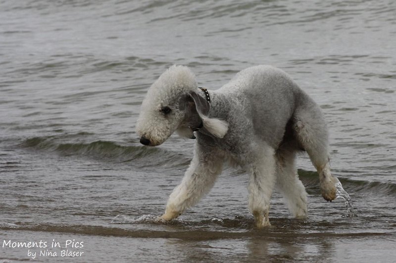 2010-06-26 Arc-en-ciel Arlequin (10).jpg
